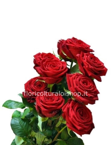ROSE ROSSE 1° SCELTA 50/60 CM