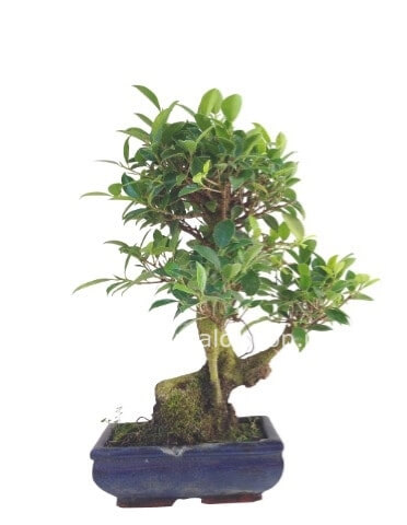 Bonsai Vaso decorativo